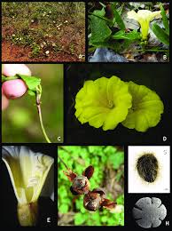 Image result for Merremia verecunda