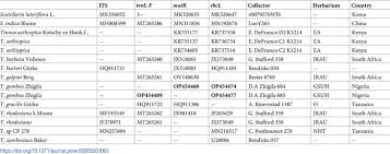 Image result for Tinnea zambesiaca