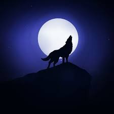 Wolf Wolves Wolfe Howling Wolf Bozkurt Kurt Kurtlar Panosundaki Pin