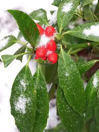 Image result for Aucuba