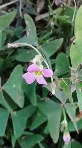 Image result for Oxalis latifolia