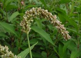Image result for Persicaria senegalensis