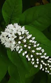 Image result for Lysimachia barbata