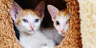 Adding An Additional Cat International Cat Care