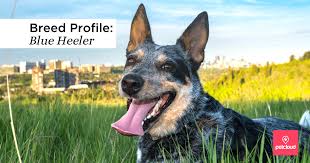 Did you scroll all this way to get facts about blue heeler picture? Blue Heelers Everything You Need To Know