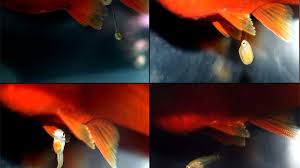 Live Bearer Development Period Inside Female And As Fry