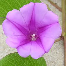 Image result for Ipomoea venosa