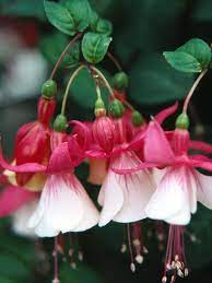 How To Care For Fuchsias Fuchsia Plant Annual Flowers Fuchsia Flower