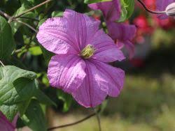 Check spelling or type a new query. Clematis Comtesse De Bouchaud Baumschule Horstmann