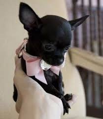 Apple Head Teacup Black Chihuahua Chihuahua Puppy Chihuahua Puppies Black Chihuahua Cute Chihuahua