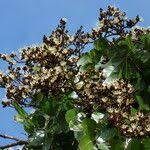 Image result for Julbernardia paniculata