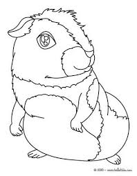 Pin On Guinea Pig