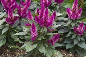 Check spelling or type a new query. Cockscomb Celosia Caracas Mygarden Org