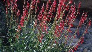 Requires good soil and extra water, grows in sun or light shade. Firecracker Penstemon In The Landscape Usu