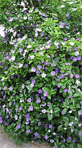 It stars sophia loren and marcello mastroianni. Yesterday Today Tomorrow Plant Heavenly Scented Flowers