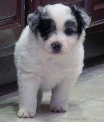 Our puppies are for sale, not adoption. Blue Merle Australian Shepherd Pets And Animals For Sale Minnesota