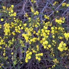 Image result for Acacia eriocarpa