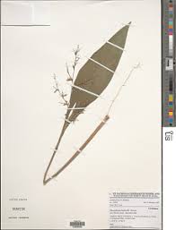 Image result for Isachne kiyalaensis