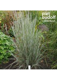 Image result for Satyrium schimperi