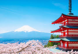 Cerasus.they are also known as japanese cherry and sakura (桜 or 櫻; The Best Time To Visit Japan For Cherry Blossoms Revealed