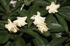 Image result for Voacanga thouarsii