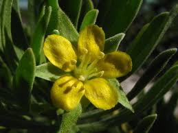 Image result for Suriana maritima