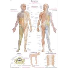 Dermatomes Small Poster