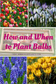 How And When To Plant Spring Bulbs Rightplantz Com Fall Bulb Planting When To Plant Bulbs When To Plant Tulips