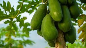 Image result for Caricaceae