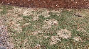 Tible to dollar and leaf spot. Beware Of Late Fall Fungus Sod Solutions