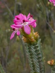 Image result for Penaeaceae