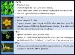 Image result for Cucumis maderaspatanus