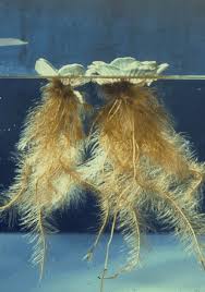 Image result for Pistia