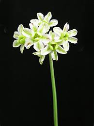 Image result for Litanthus pusillus