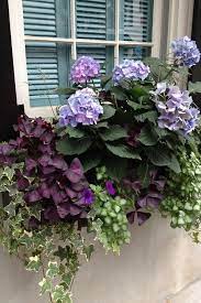 21 Ways To Grow Hydrangeas In Containers Window Box Flowers Growing Hydrangeas Plants