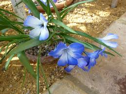 Image result for Liliaceae