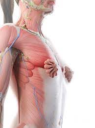 We will look at achieving smooth surfaces and accurate sculpting. Female Upper Body Anatomy Photograph By Sebastian Kaulitzki Science Photo Library