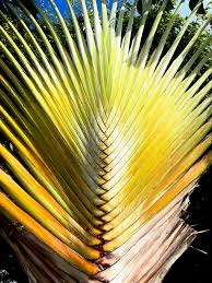 Image result for Ravenala madagascariensis