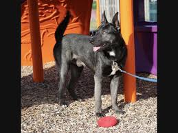 If you don't currently have a vet we'll never share, sell or use your email address for anything other than occassional emails about safe haven activities. Ashburn Pet Adoption Meet Party Zesty Zander Kindly Kenzo More Ashburn Va Patch