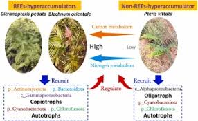 Recruitment of copiotrophic and autotrophic bacteria by hyperaccumulators  enhances nutrient cycling to reclaim degraded soils at abandoned rare earth  element mining sites