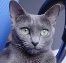 320 Russian Cat Names | Feline Living Net