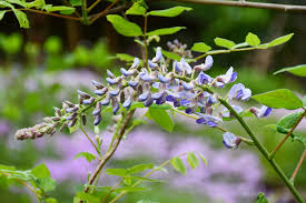 Image result for Virectaria