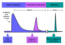 Difference Between Humoral And Cell Mediated Immunity
