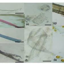 Image result for Gymnosporia oxycarpa