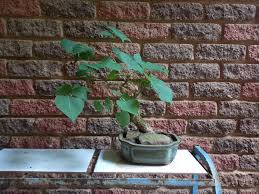 Image result for Erythrina afra