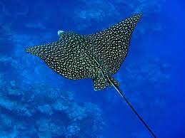 With over 30 thousand pounds taken from grand cayman and surrounding areas, this is the only place that regularly serves everyone's. An Extraordinary Rare Eagle Ray Spotted In The Great Barrier Reef After 45 Years Australia Times Of India Travel