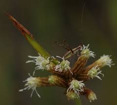 Image result for Hypolytrum