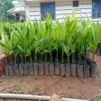 Arecanut plants product image