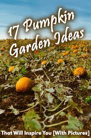 Resist the temptation to douse the dirt even more if the foliage perks back up again. 17 Pumpkin Garden Ideas That Will Inspire You With Pictures Garden Tabs