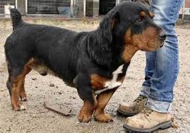 More so, it is much easier to train compared to other dog breeds. All About The Basset Hound Rottweiler Mix
